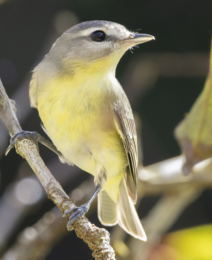 image Mangrove Vireo